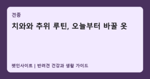 치와와 추위 루틴, 오늘부터 바꿀 옷 썸네일